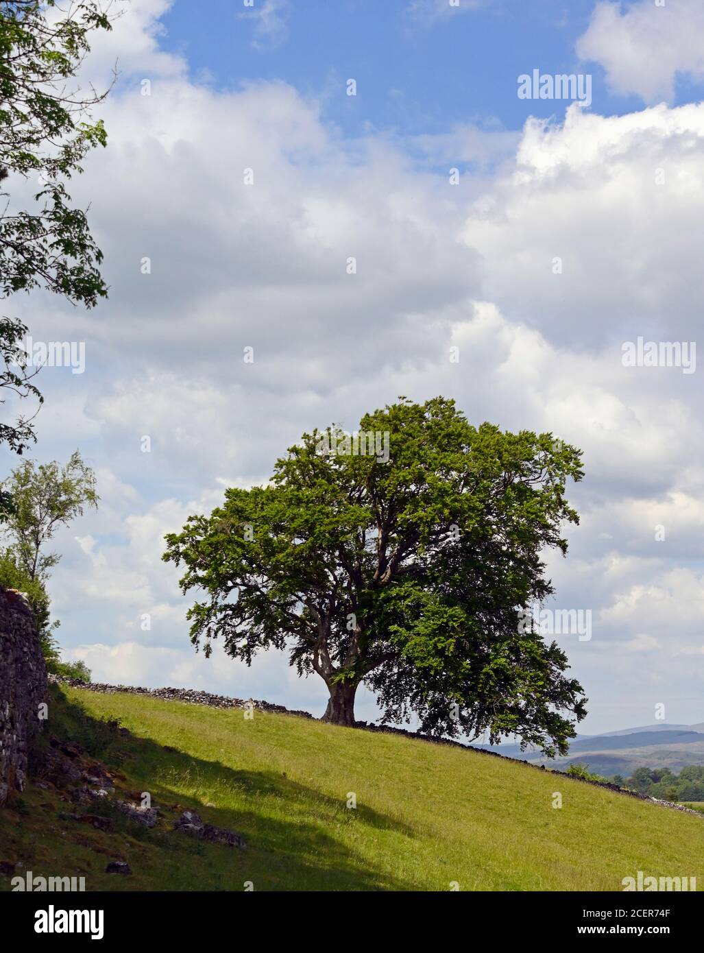 Beech tree. June 2020. Kendal Fell, Kendal, Cumbria, England, United Kingdom, Europe. Stock Photo
