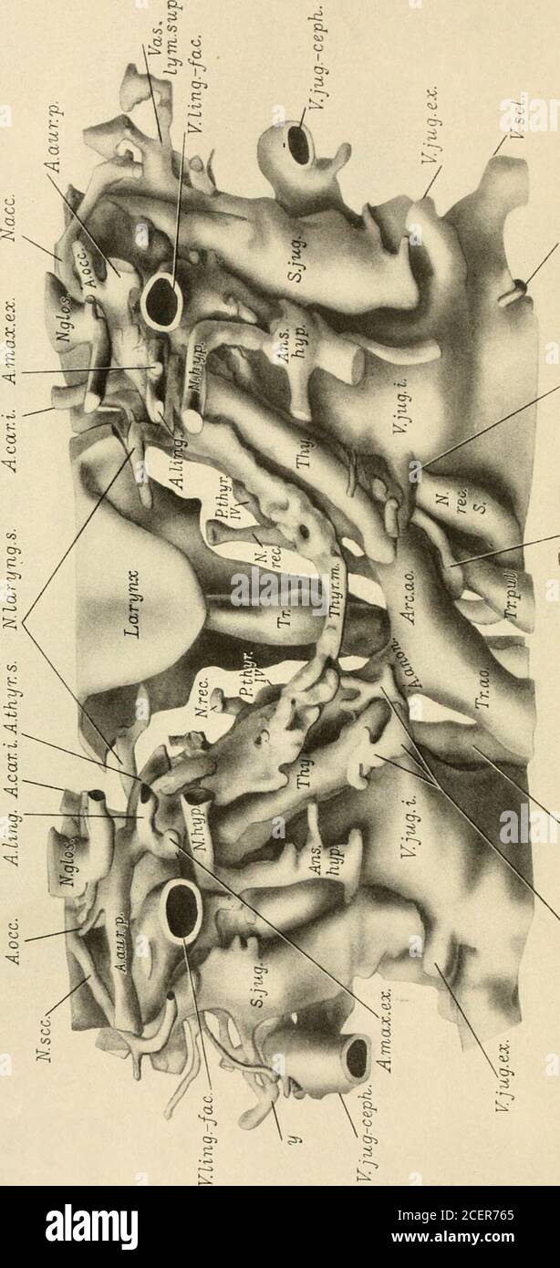 The American Journal Of Anatomy Reconstiliction To Show The Hiteral Aspect Of The Left Cephalic And Cervical Veins And The Left Jugular Lymph Sac Of A 17 8 Mm Human Embryo H E C