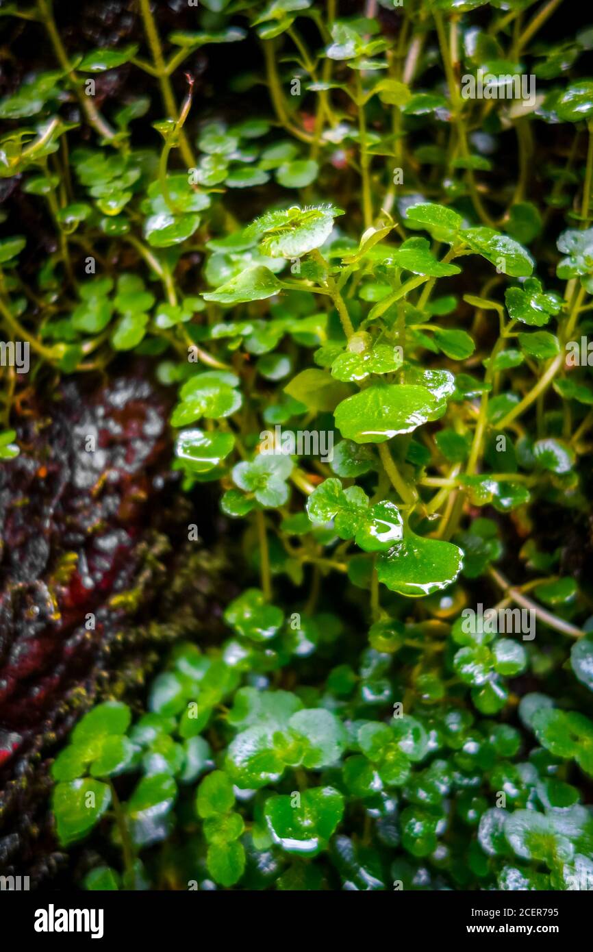 Watercress plant closeup view. Macro photography background Stock