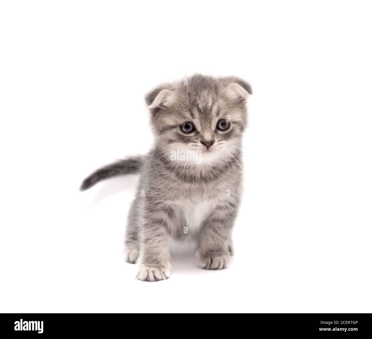 Cute grey Scottish fold little kitten isolated on a white ...