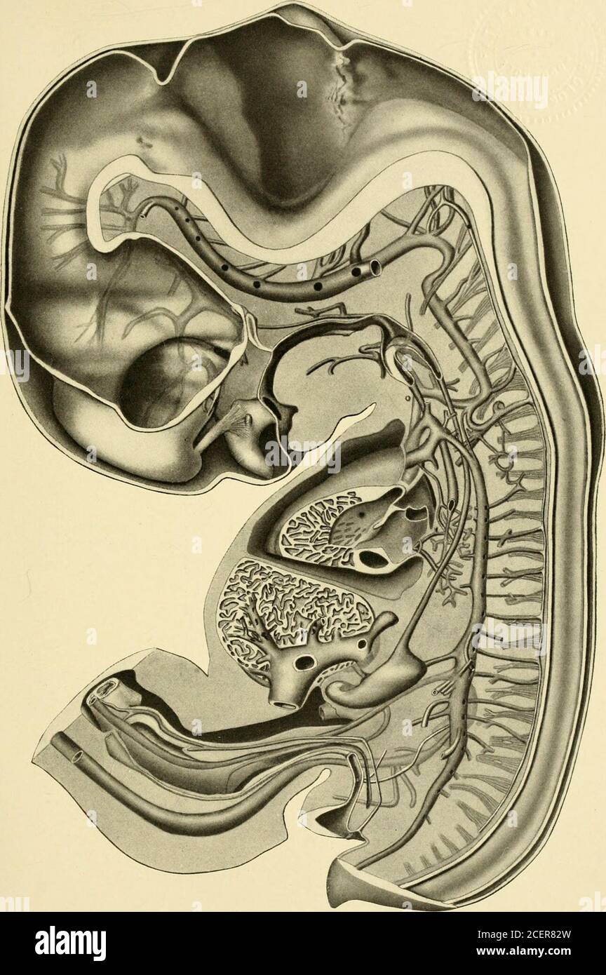 The American Journal Of Anatomy S U R 1 Asjn Int R B W A Pud I 100 Anatomy Of A 17 S Mm Irmax Embryo F W Thvxg Plate 1 Reconstruction To Illustrate Chiefly The Interior Of