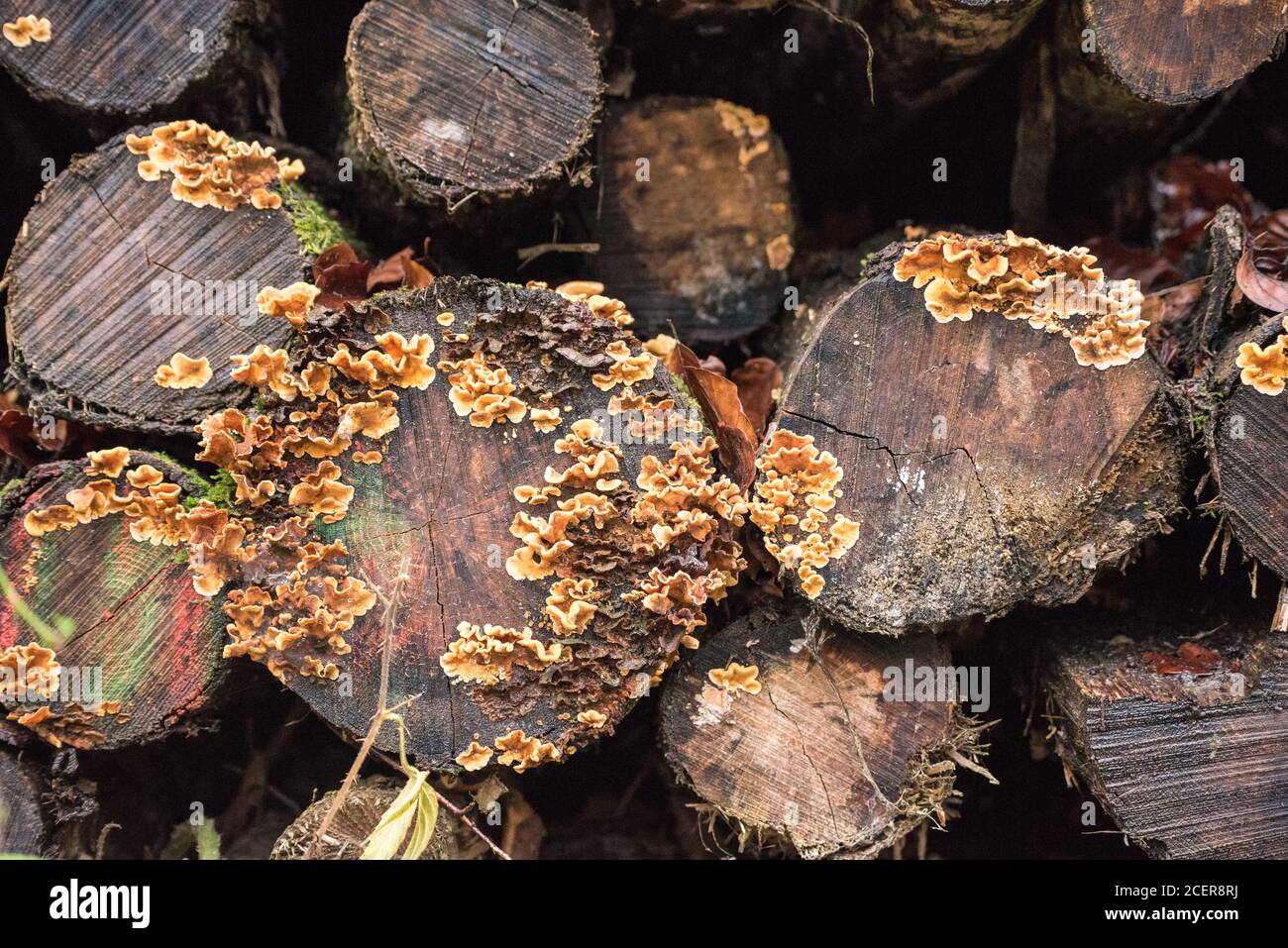 Fungi growing on dead pine hires stock photography and images Alamy
