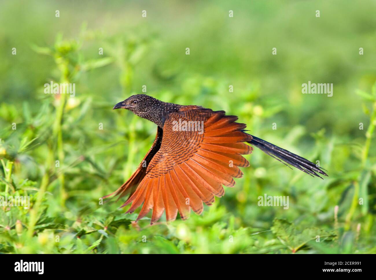 wildlife and birds of Pakistan Stock Photo Alamy