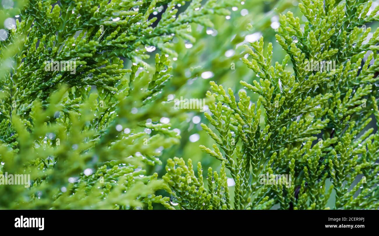 Closeup green leaves of evergreen coniferous tree Lawson Cypress or Chamaecyparis lawsoniana after the rain. Extreme bokeh with light reflection. Macr Stock Photo