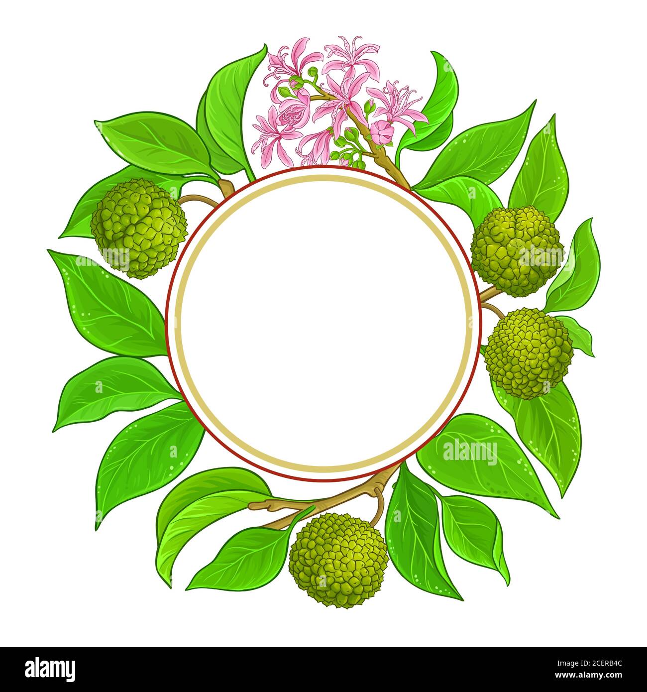 calodendrum vector frame Stock Vector