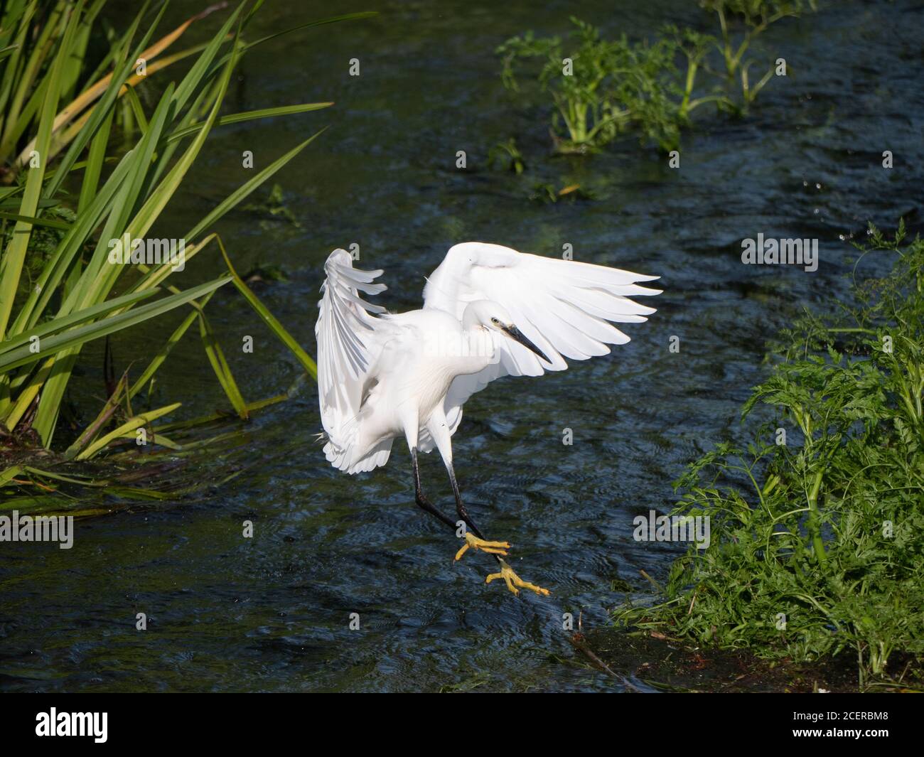 Cattle Egret about to land in vegetation in mid river. Stock Photo
