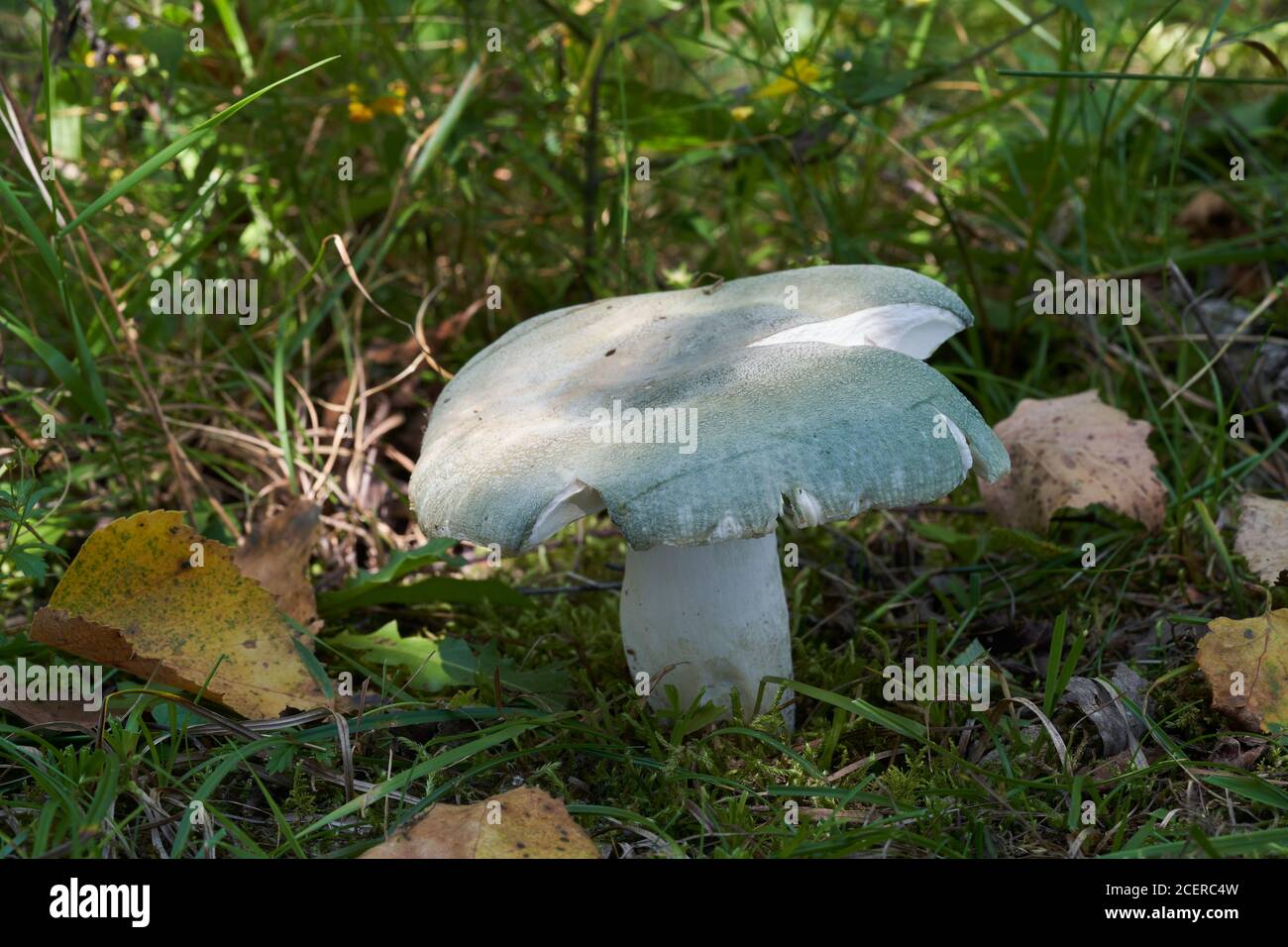 Edible mushroom Russula virescens in the birch forest. Known as Green Russula or Greencracked Brittlegill. Wild mushroom growing in the grass. Stock Photo