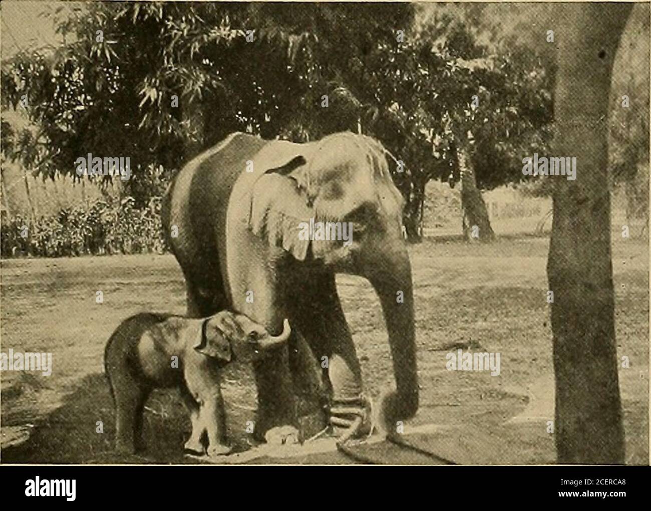 Animal Life and the World of Nature; A magazine of Natural History. vLJjiv^  ibl V l illi e.iii/V /ou. A FIFTEEN-DAY-OLD INDIAN ELEPHANT. The other  photo-graph on this page is of