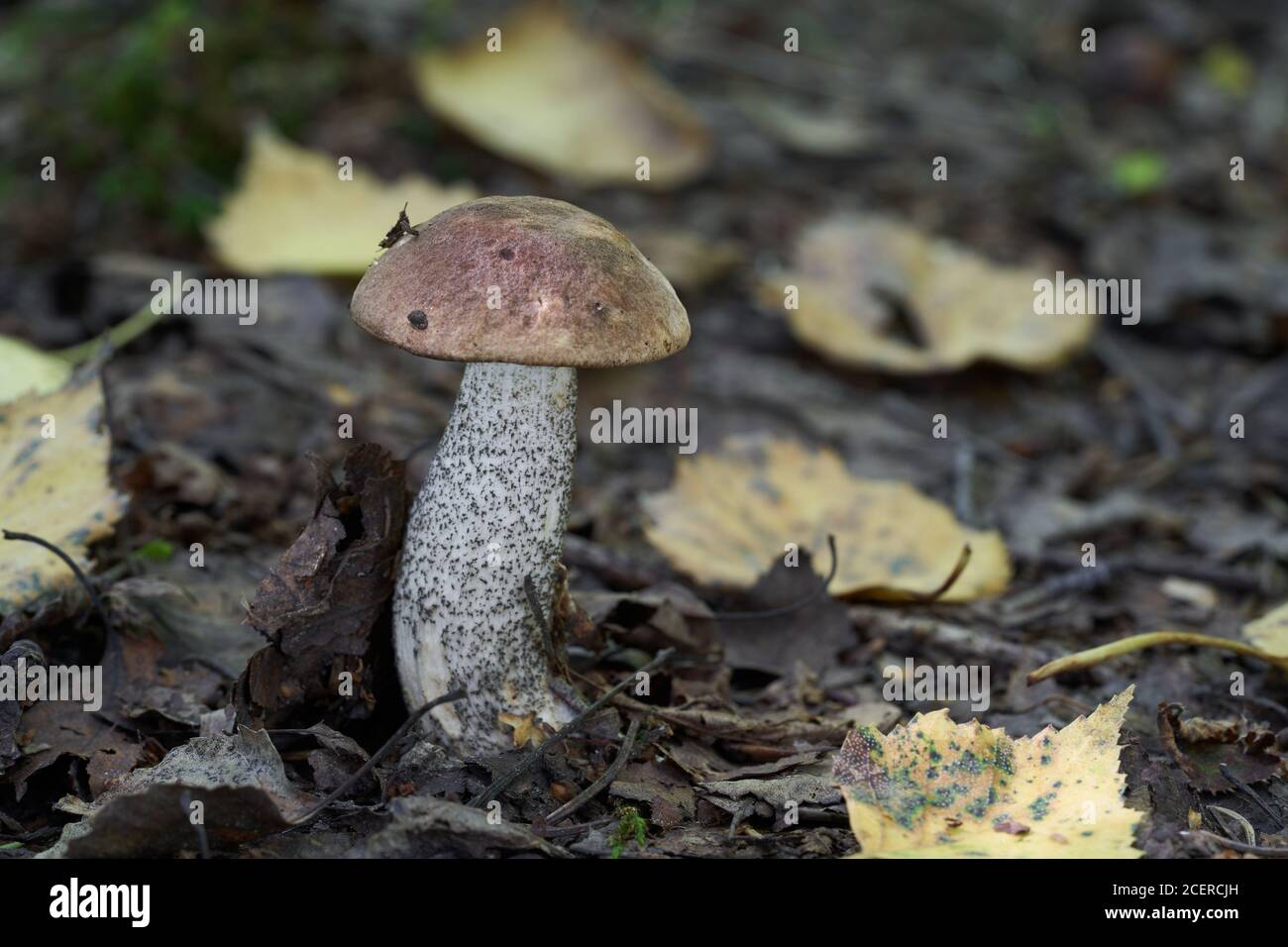 Edible mushroom Leccinum scabrum in the bich forest. Known as birch bolete. Wild mushroom with brown cap growing in the leaves. Stock Photo