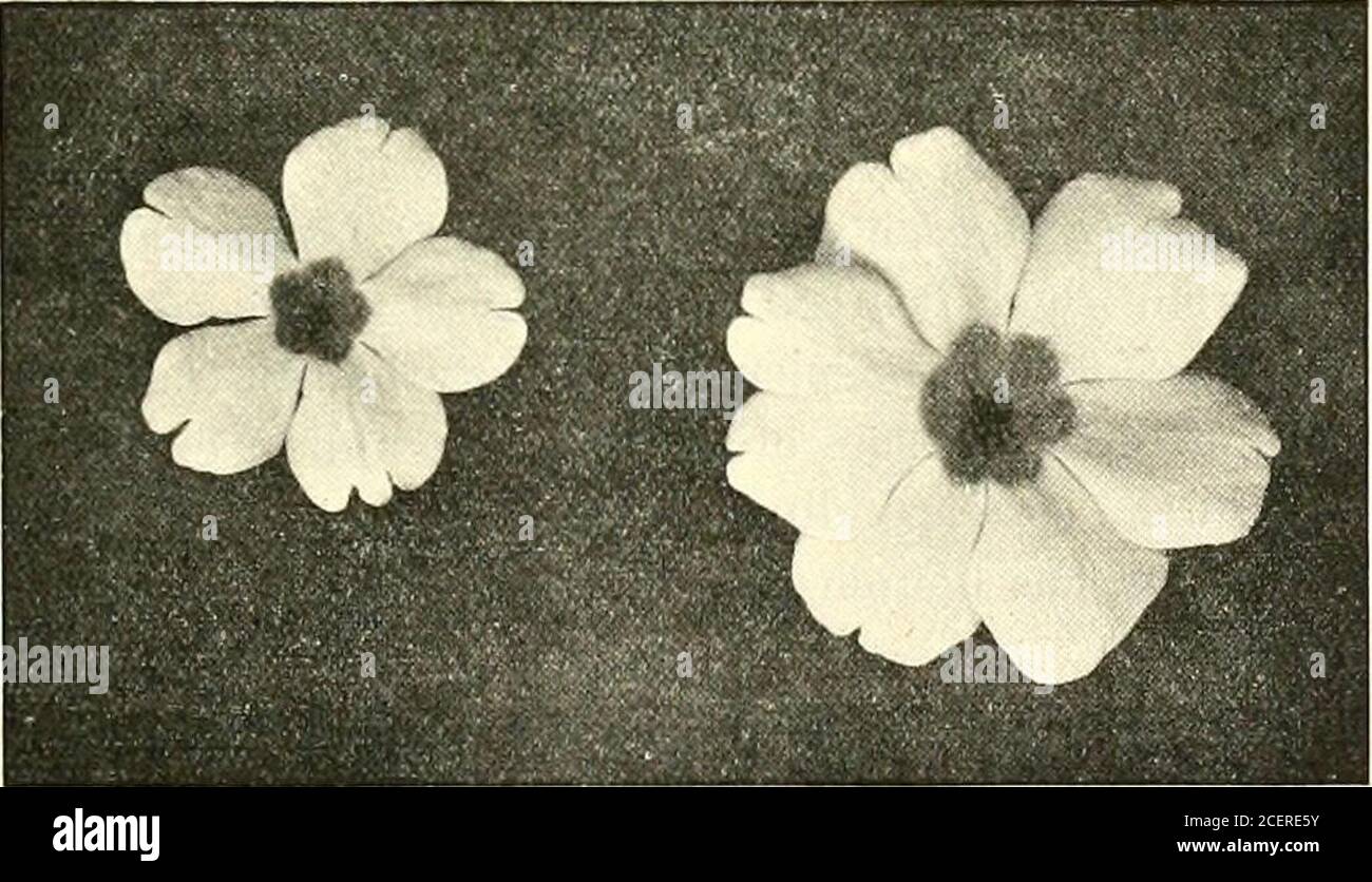 6 petalled hi-res stock photography and images - Alamy