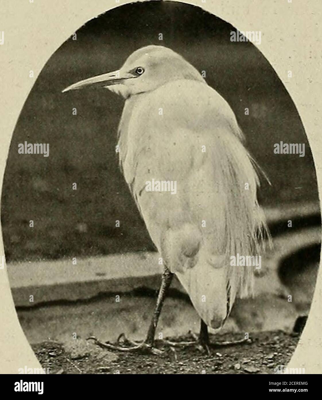 . Animal Life and the World of Nature; A magazine of Natural History. TATVXr EAGLE(Aqiiila rapax). C.4TTLE EGRET{BuhuX coromandus). 400 Animal Life insectivorous, feedingon frogs, locusts, andparticularly on wormsand larvEe turned upby the plough, aswell as on ticks fromthe backs of cattle,from which habit ittakes its name. The two thrushes here Thrushes- illustrated Whistling and are very Laughing, beautifuladditions to the WesternAviary, and were alsopresentations to theSociety by Mr. Harper.The Blue WhistlmgThrush (Myioplwnuscmruleus) is a native ofChina, and new to theSocietys collection.T Stock Photo