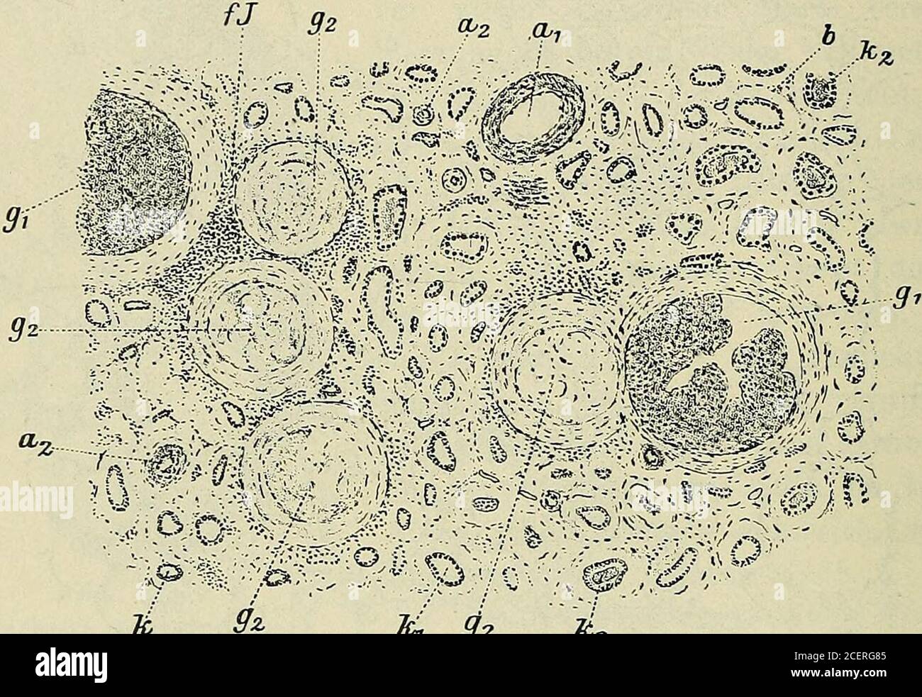 Kapillaren High Resolution Stock Photography And Images Alamy