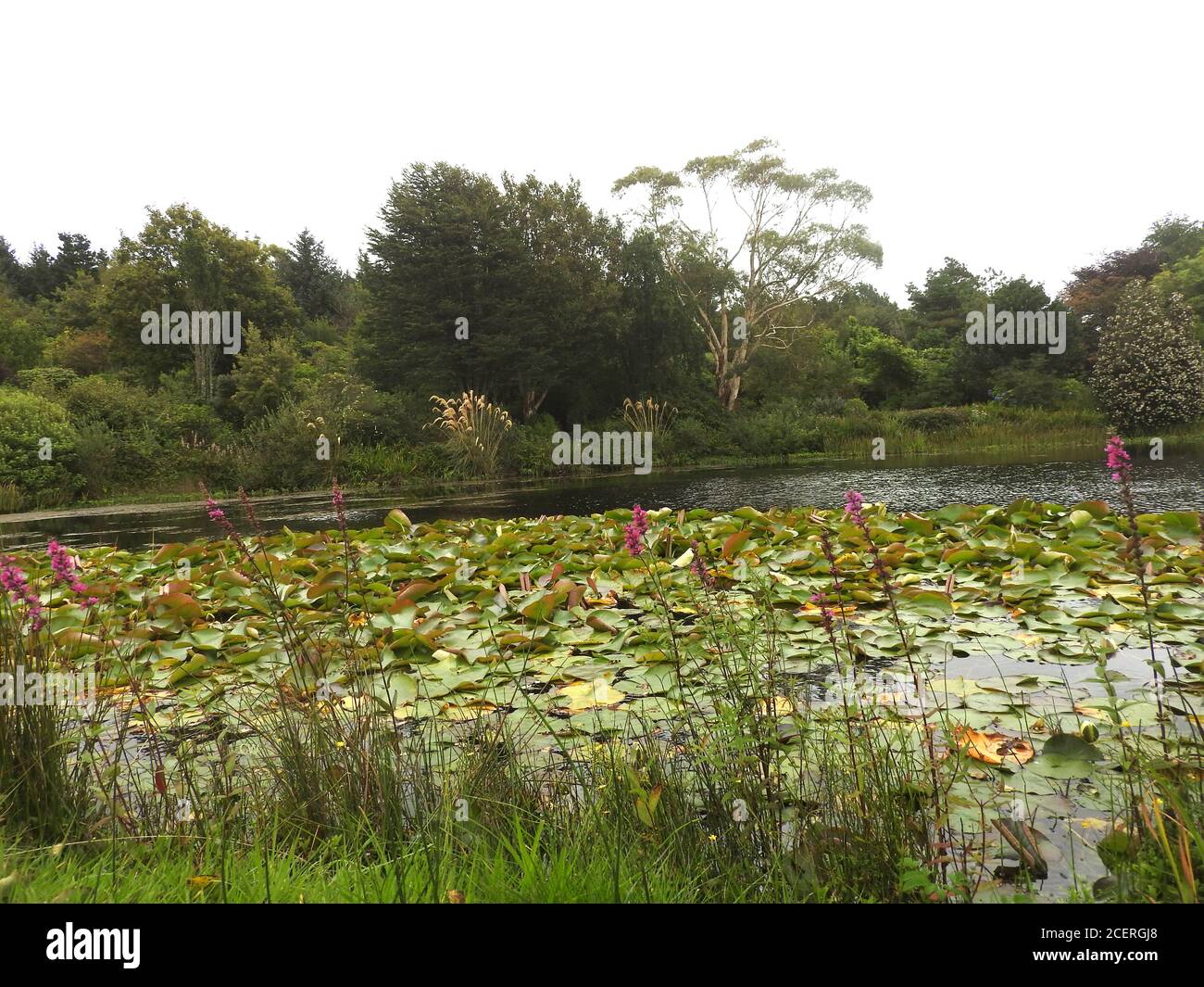 Glenwhan Gardens, & Arboretum, Dunragit, Stranraer, Scotland. This 12