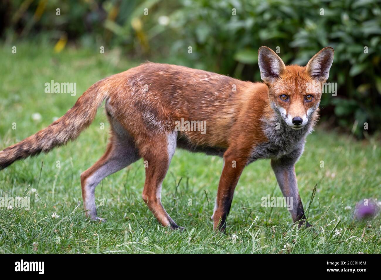 Red fox vixen (Vulpes vulpes) Sussex garden, UK Stock Photo