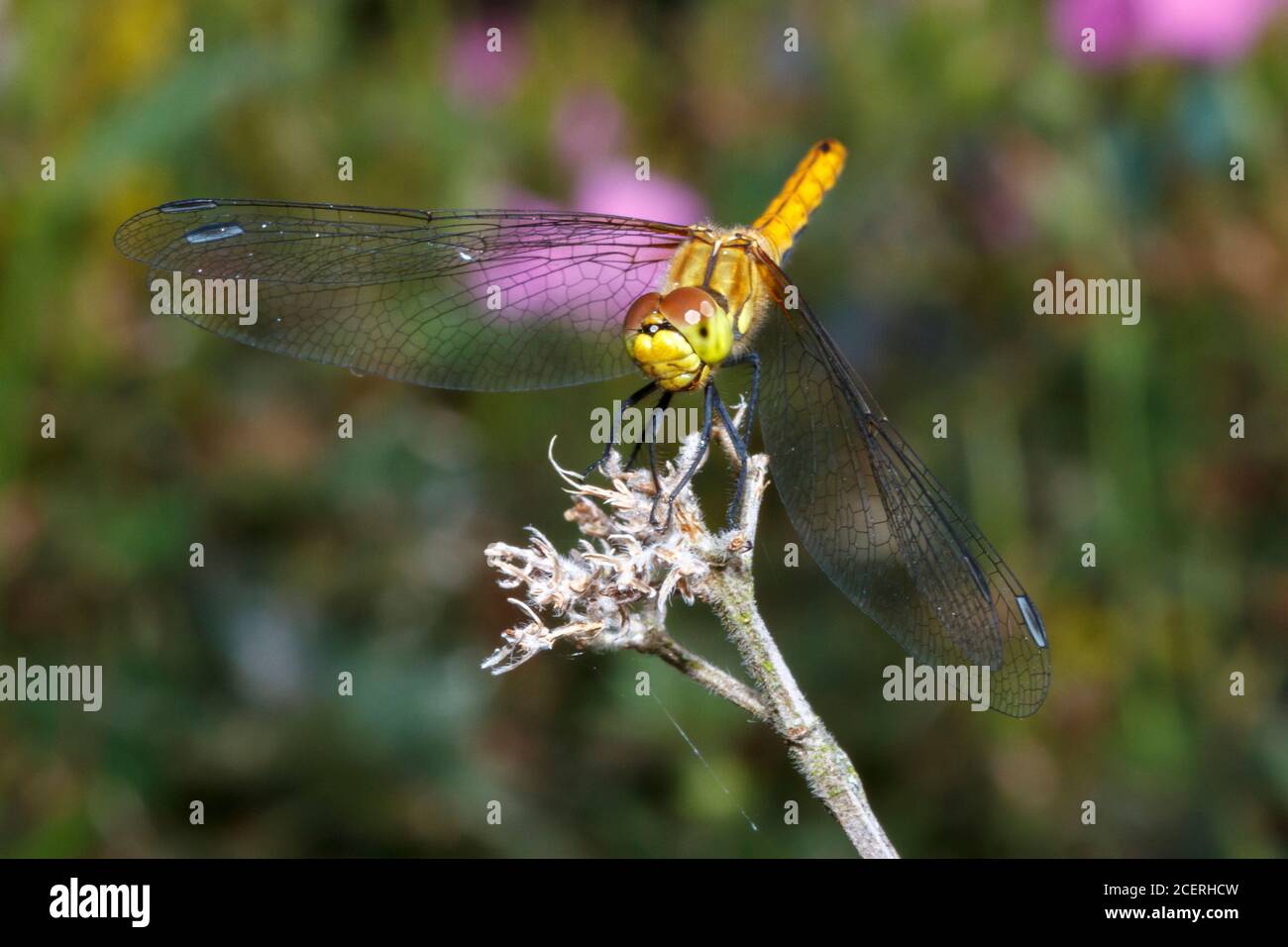 Ruddy darter dragonfly (Sympetrum sanguineum) Sussex garden, UK Stock Photo