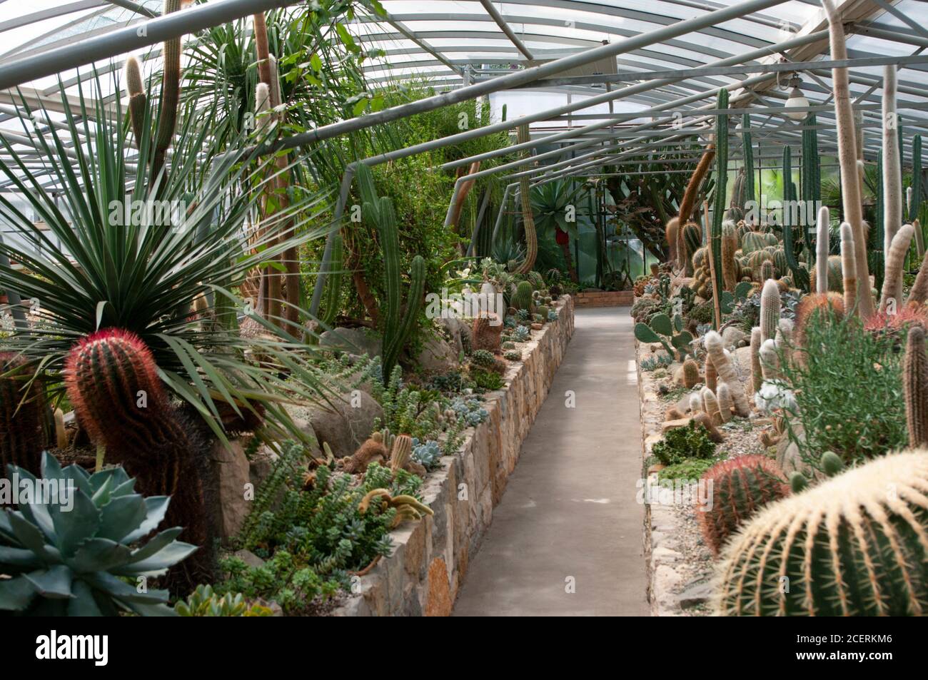 Succulents cactus overhead view hi-res stock photography and images - Alamy