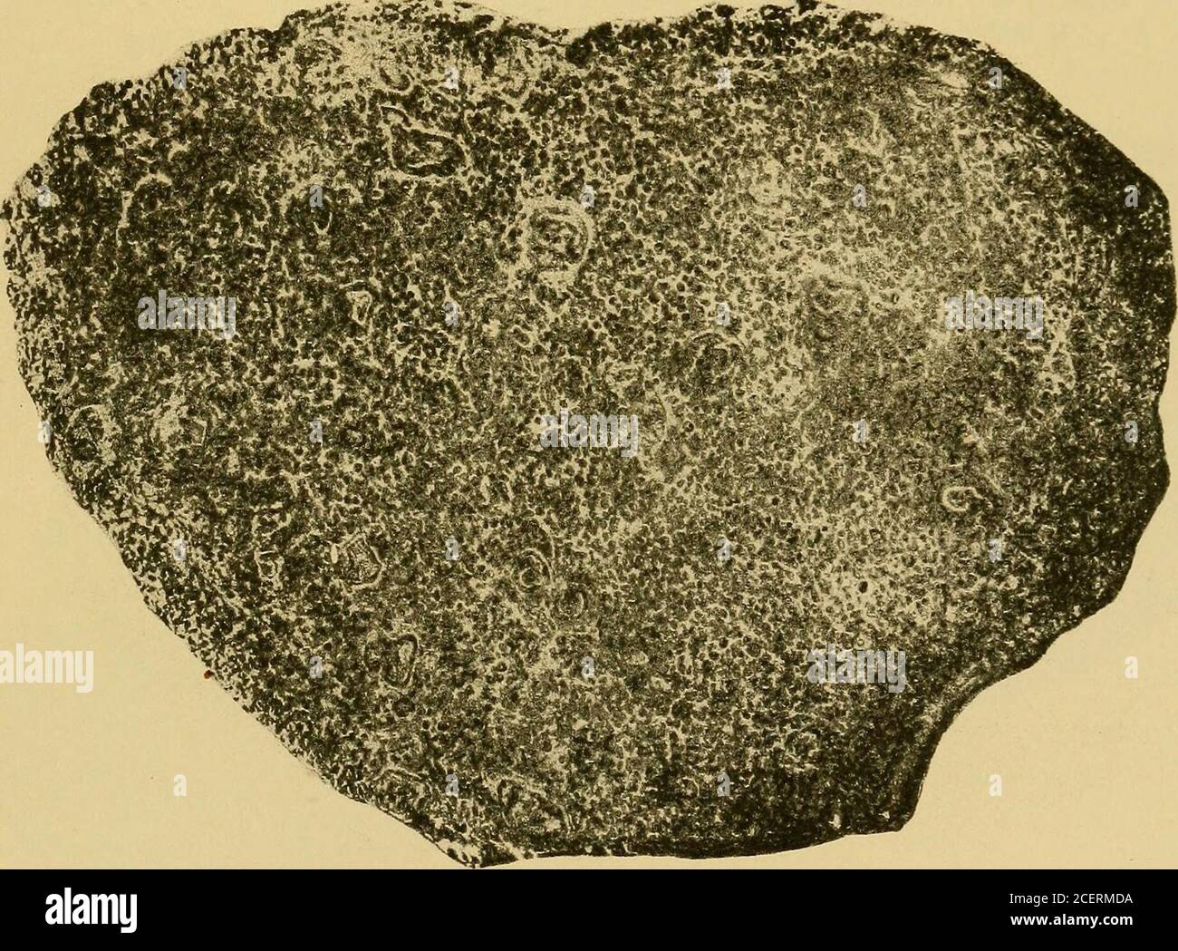 . Maryland geological survey. ^•rr-OKT^. PTERIDOPHYTA. CocKAYNB, Boston. PLATE XXXVIII. PAGE Figs. 1, 2. Tempskya Whitei Berry 298 1. Micro-photograph of a transverse section showing portions of two steles and numerous rootlets, X 5. 2. External appearance of a weathered fragment, natural size. 537 MARYLAND GEOLOGICAL SURVEY. LOWER CRETACEOUS, PLATE XXXVIII. Stock Photo