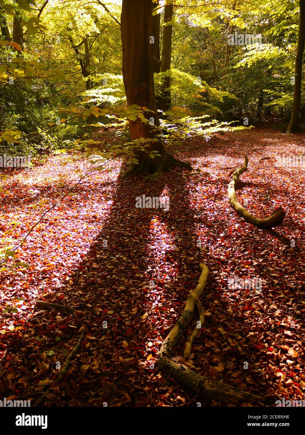 Burnham Beeches, Burnham, Buckinghamshire, UK Stock Photo Alamy