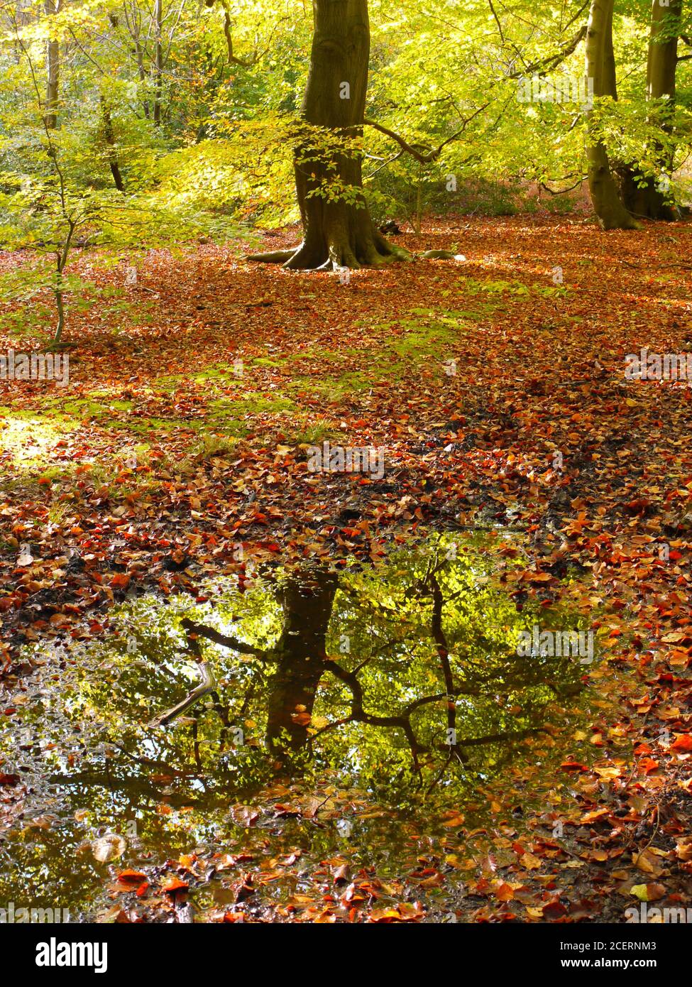 Burnham Beeches, Burnham, Buckinghamshire, UK Stock Photo Alamy
