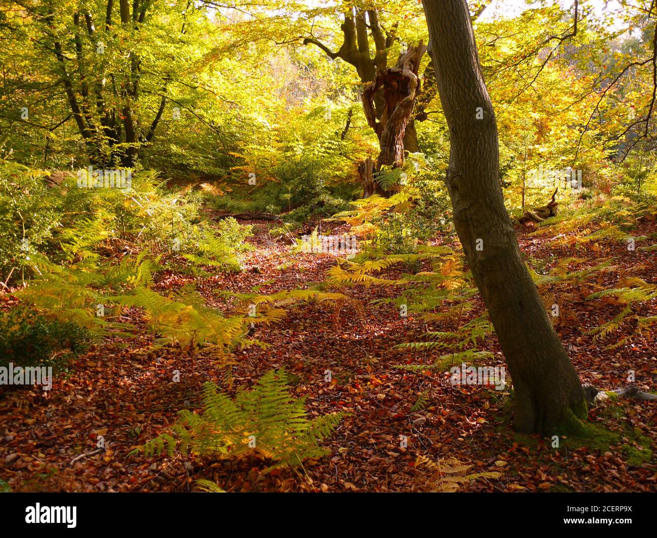 Burnham Beeches, Burnham, Buckinghamshire, UK Stock Photo Alamy
