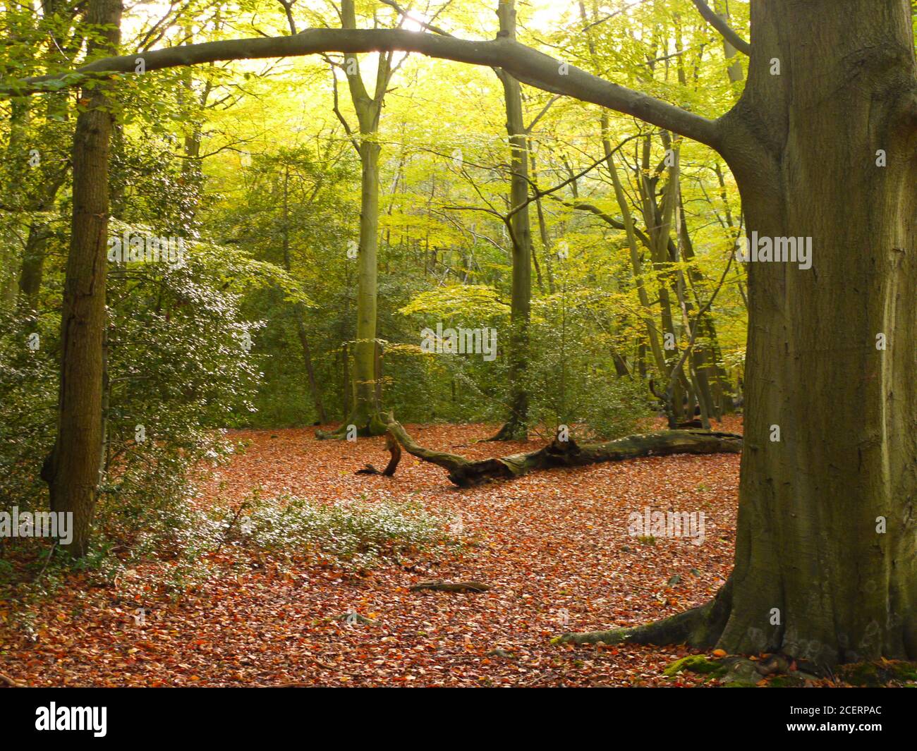 Burnham Beeches, Burnham, Buckinghamshire, UK Stock Photo Alamy