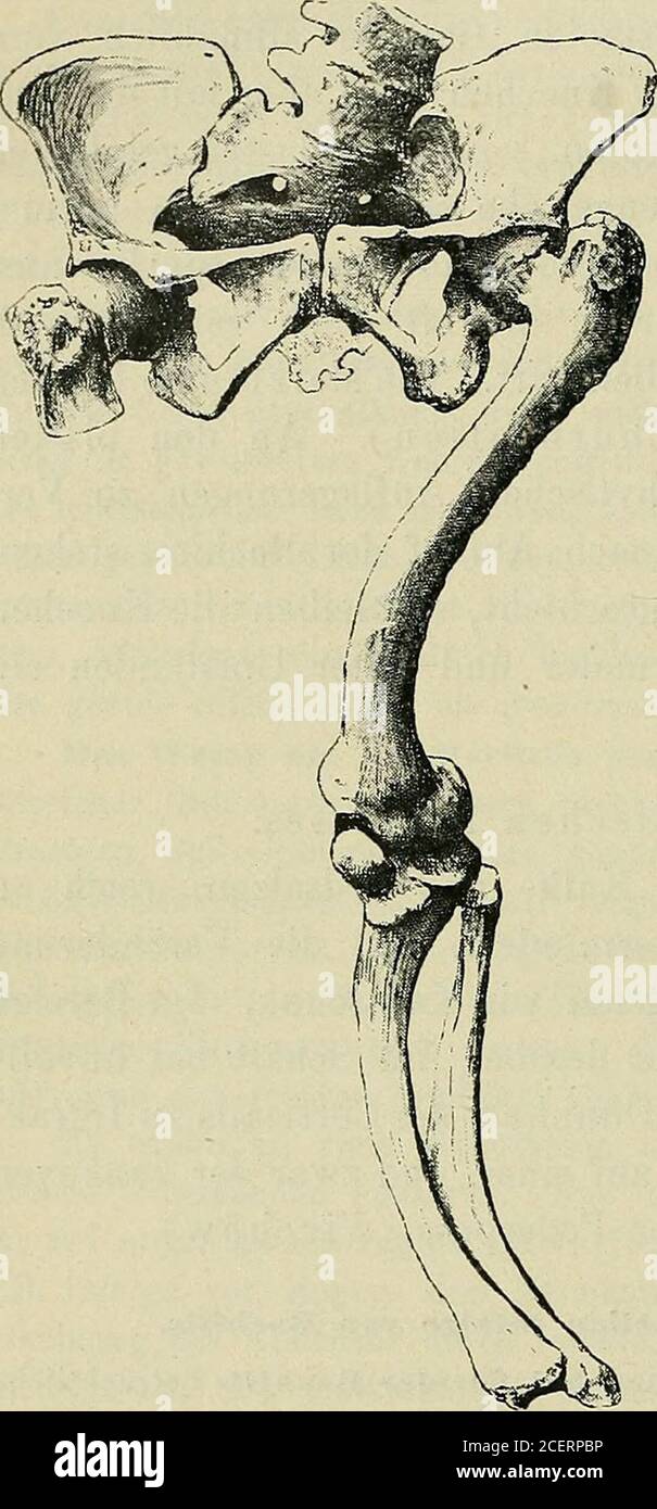 Thorax anatomie hi-res stock photography and images - Alamy