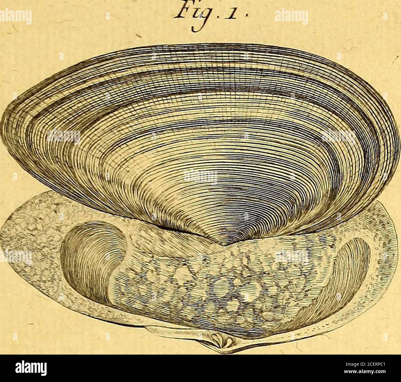 Tableau Encyclopedique Et Methodique Des Trois Regnes De La Nature Histoire 9 A Are K 7 T Rece U Gt H Oa R U Erc M Masti Diirexit L2 Ti W S Oie 11