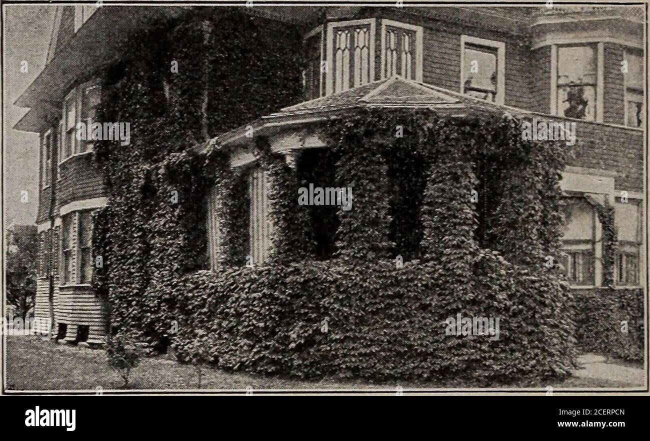 . Seeds, bulbs, shrubs : catalogue 1914. o cling to stonewalls without support. Holland grown. Each, 50c.Veitchi (Boston Ivy). Extremely rapid grower. Hand-some, glossy green foliage which in fall changes toorange and scarlet. No. 1, 3 to 4 ft., each 35c;Good grade, each 25c. Young stock, each 15c.ARISTOLOCHIA Sipho. This plant, on account of itsrapid growth and large heart-shaped leaves, is suitableto cover arbors and for screens. Bears brownish flow-ers, the corolla of which resembles a miniature pipe.Holland grown in three sizes: 6 to 8 ft., each 65c;4 to 6 ft., each 50c; 3 to 4 ft., each 3 Stock Photo