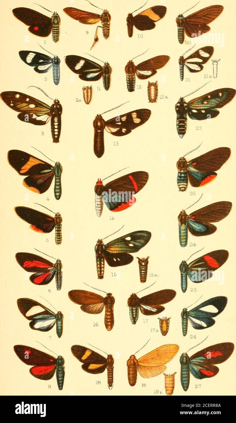 . Catalogue of the Lepidoptera Phalænæ in the British museum. ata, 5 • 11. Gyanopepla glaucopoides, 2 12. Aclytia punctata, S. 13. CJilorostoIa interrupta, S • 14. Coreura Jysimachides, cS . 15. Eapyra disticta, $ . 16. Aclytia signatnra, $ . 17. „ terra, S. 1 8. Trichodesina obliqua, J . 19. ,, uniformis, $ . 20. Cyanopepla ohscura, d • 21. „ agyrtldia, S. 22. Eupyra sarama, S . 23. Cyayiopfpla lystra, d . 24. ,, basimacida, 2 • 25. ,, jxdia, 2 . 26. Euagra angelica, $ . 27. Cyanopejda amata, J . Vol. I. p. 450.„ p. 432. p. 435.„ p. 441.„ p. 442.„ p. 447.„ p. 462.„ p. 449. p. 417.„ p. 438.„ p Stock Photo