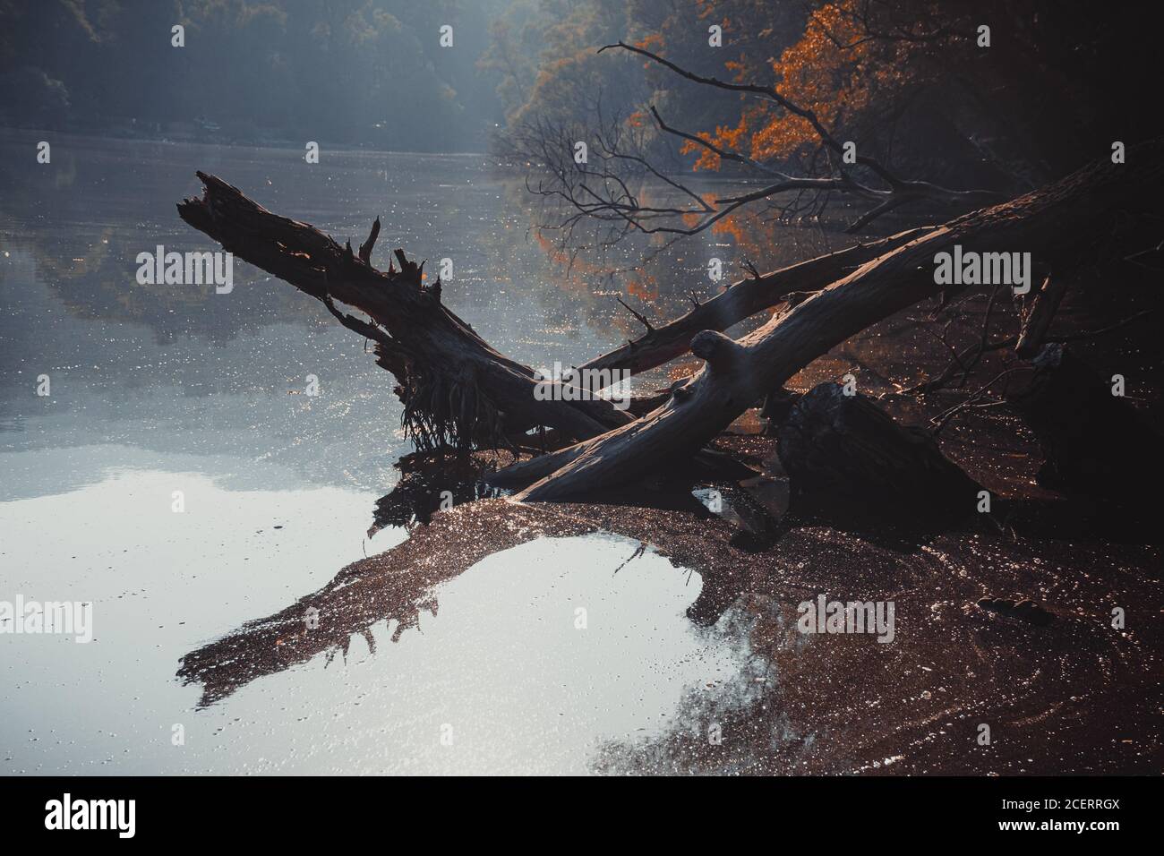 Dead tree branch in the lake and its reflection. Stock Photo