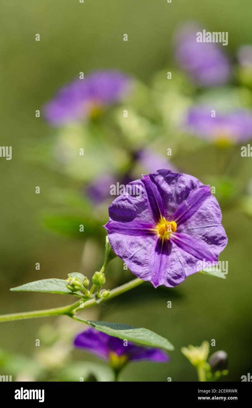 Lycianthes known as blue potato bush or Paraguay