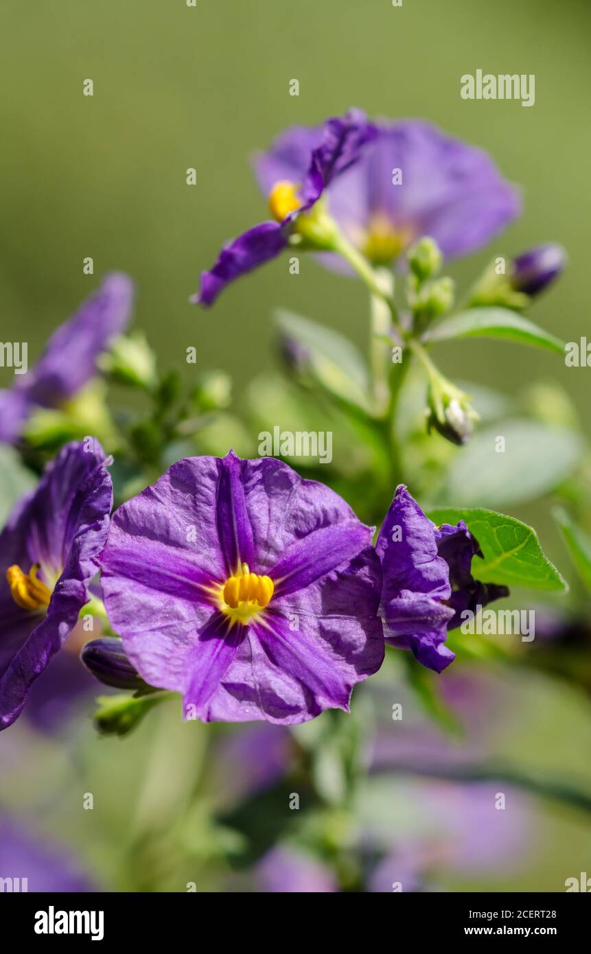Lycianthes rantonnetii, known as blue potato bush or Paraguay nightshade, blue-purple flower with yellow eye, trumpet petals, Germany, Western Europe Stock Photo