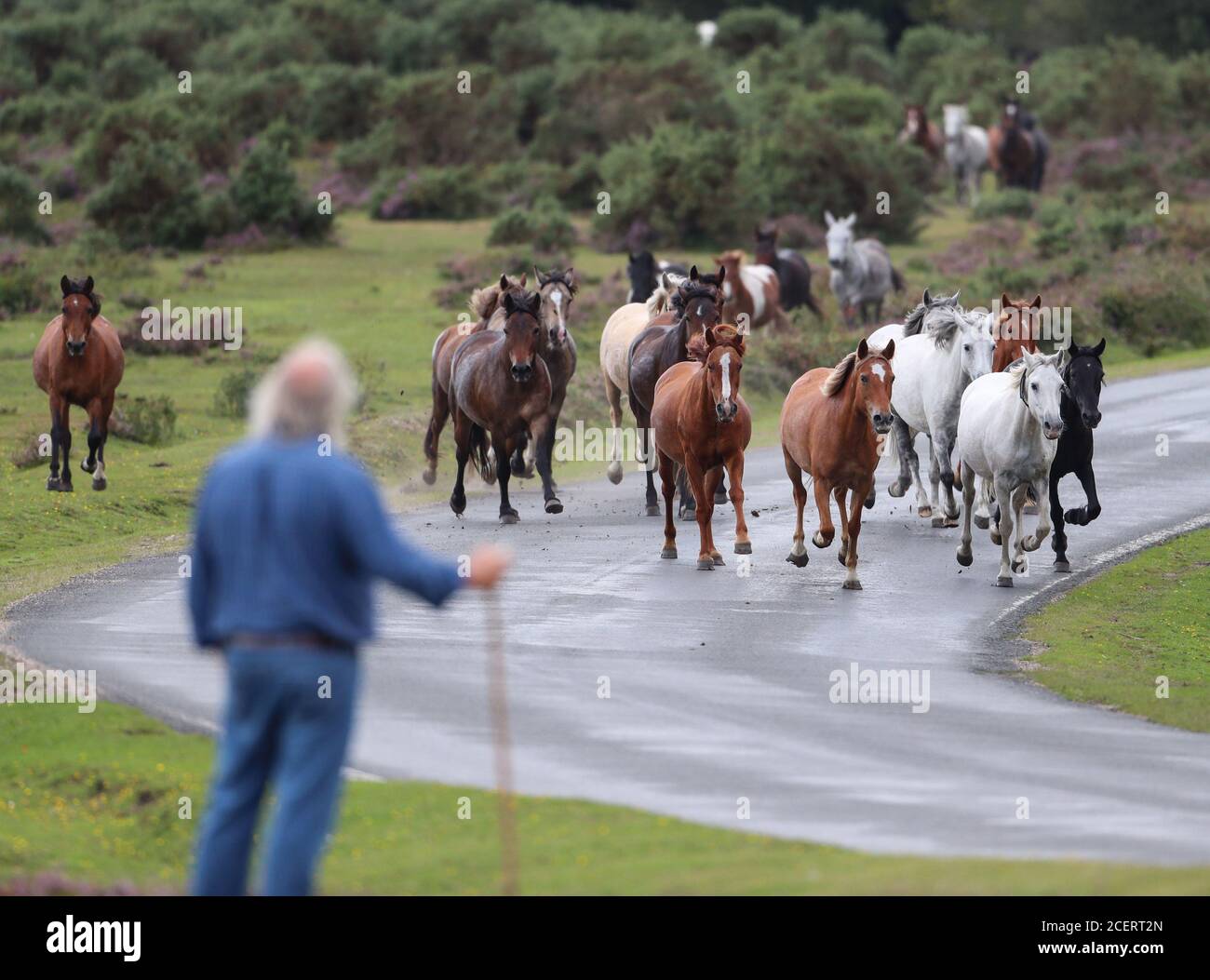 New Forest, Hampshire, UK. New Forest commoners round up ponies during the New Forest Drift near Brockenhurst. The Drift is an annual event to allow the commoners to perform a yearly health check on their ponies. Credit Stuart Martin/Alamy Live news Stock Photo