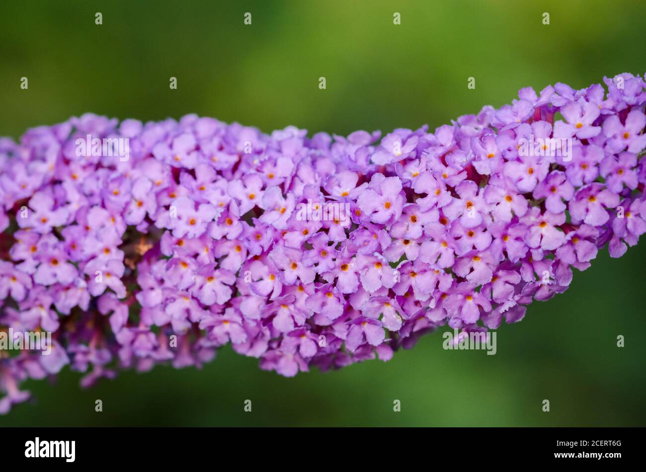 Buddleja davidii, known as summer lilac, butterfly-bush or orange eye, purple, Scrophulariaceae, violet flower, close-up, Germany, Western Europe Stock Photo