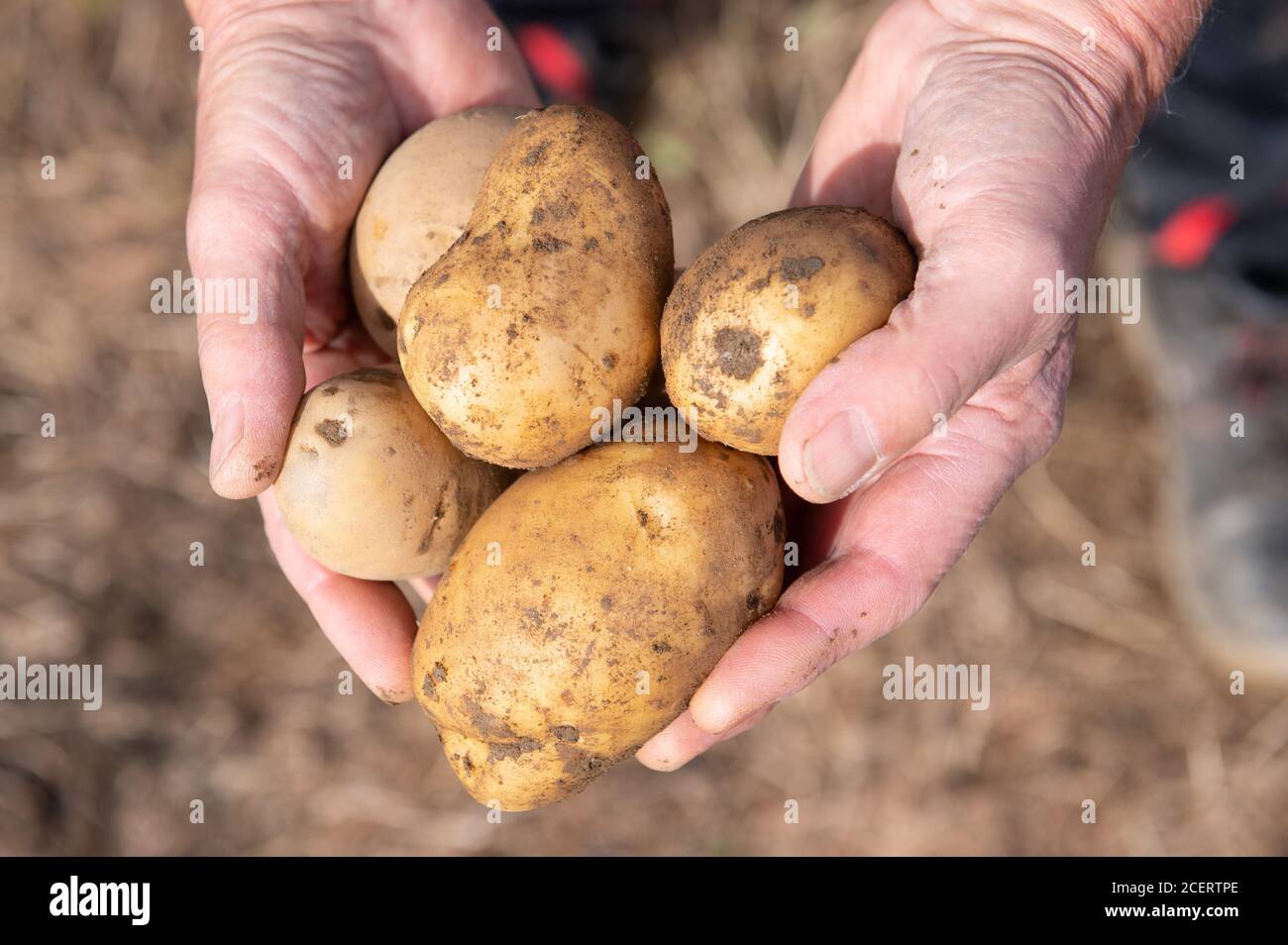 02 September 2020, Saxony, Zwönitz: A farmer is holding potatoes in his hands at a press conference on the harvest balance sheet of the Saxon State Farmers' Association. Drought has again caused farmers in Saxony to suffer this year - regionally, however, also late frosts and hail. Photo: Sebastian Kahnert/dpa-Zentralbild/ZB Stock Photo