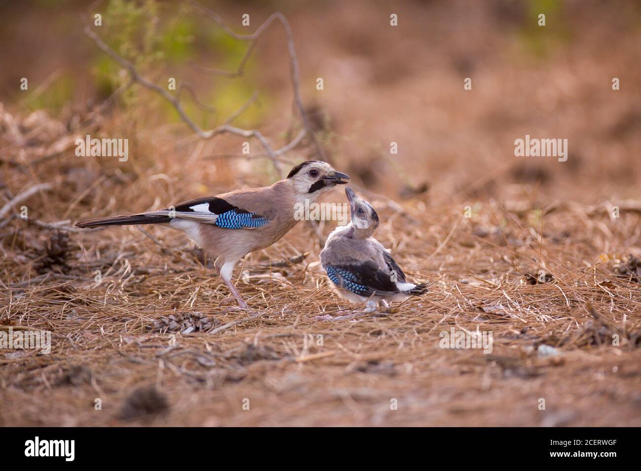 Eurasian jay (Garrulus glandarius) giving flight lessons to a Fledgling on the ground outside of the nest. Photographed in Israel in May Stock Photo