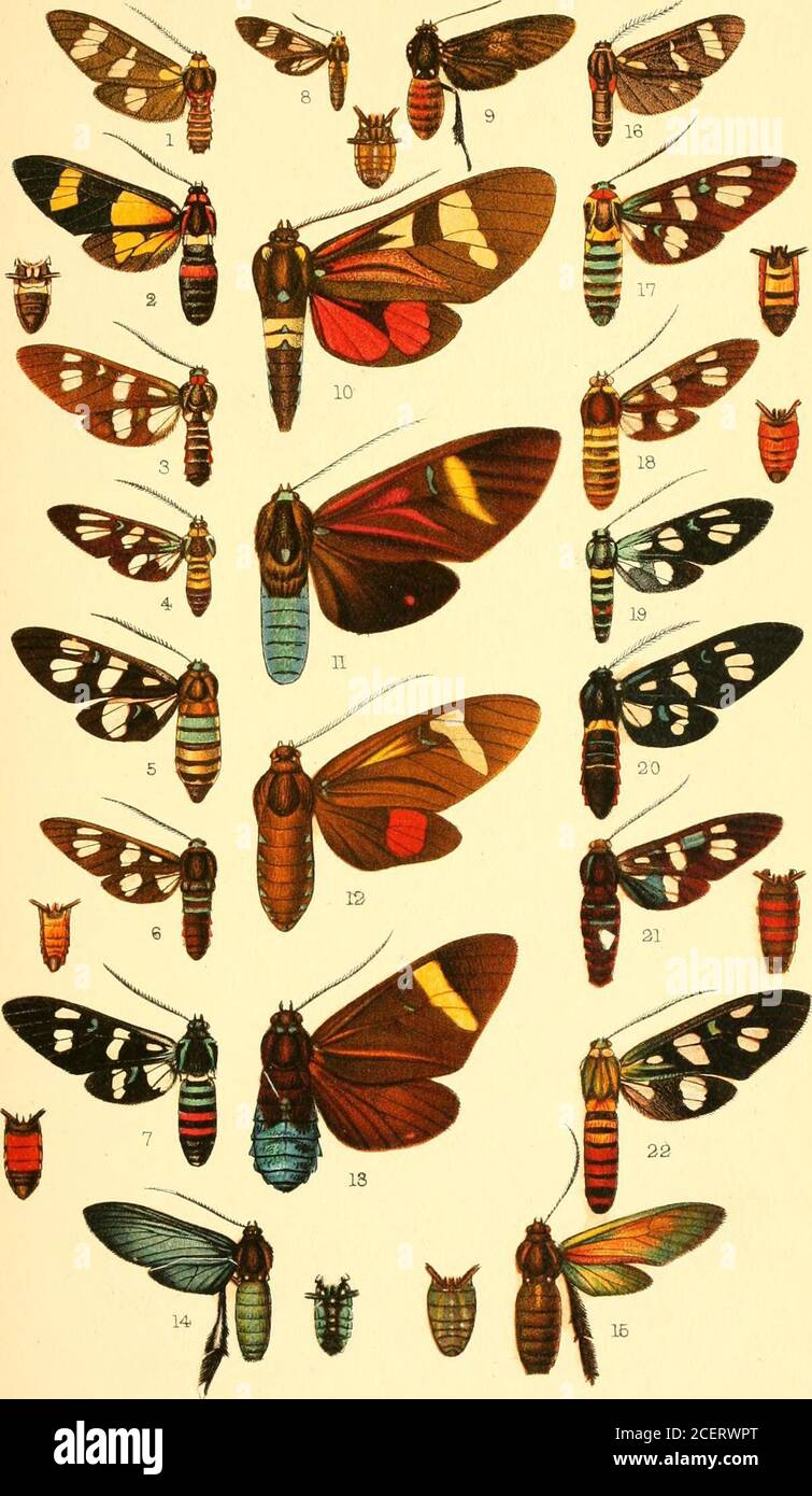 . Catalogue of the Lepidoptera Phalænæ in the British museum. Horace Kni^tdd.etlith.. 28 TLATE XL 1.2 3. 4. 5. 6. 7. 8. 9.10.11.12.13.14.15.16.17.18.19.20.21. 9&gt;&gt; Euiota sliclibasis, J .Eachiomia amcena, J. rahrkollls, S • isis, c5. cijanitis, 5 . amhoinica, S . Difdadia melcena, 2 •Macrocneme thyridia, $ .Histicea boliviana, c? •,, maon, § .,, glaucozona, S .„ imaon, c? .Macrocneme ci/aiiea, $ . „ citprcipennis, 5 Eurota niaritana, c? .Eitchronia gonmata. J .ccmidlna, c?.lurlina, d.duhiii, c? .hourica, J .auranticincta, 2 ? Vol. I. p. 290.„ p. 295.„ p. 300.„ p. 301.„ p. 301.„ p. 302.„ p Stock Photo