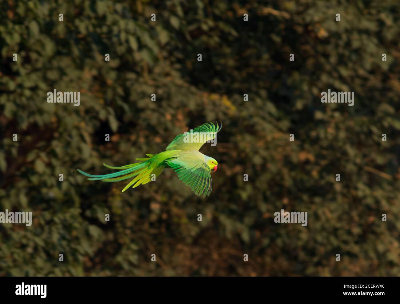 wildlife and birds of Pakistan Stock Photo Alamy