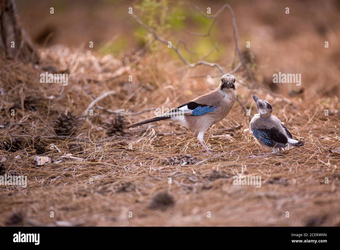 Eurasian jay (Garrulus glandarius) giving flight lessons to a Fledgling on the ground outside of the nest. Photographed in Israel in May Stock Photo