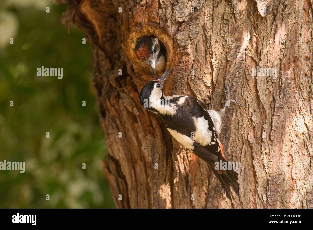 Syrian Woodpecker (Dendrocopos syriacus) At its nest feeding a young hatchling bird, The Syrian Woodpecker is a resident breeding bird from southeaste Stock Photo