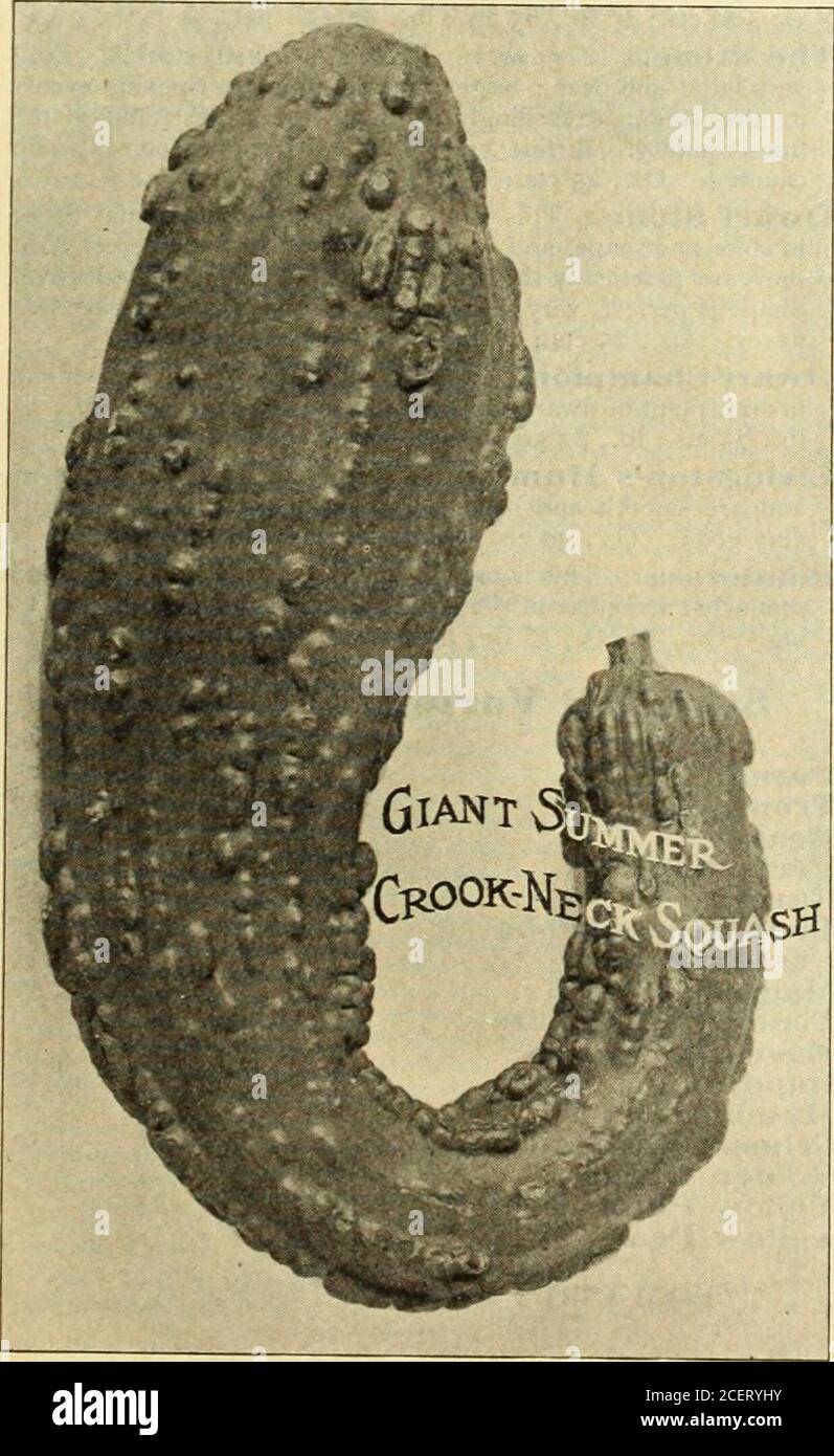 Dreer S Market Gardeners Wholesale Price List Vegetable Seeds Flower Seeds Garden Requisites Implements Insecticides Etc Squash Ger Speise Kurhls F Xtra Barly Jersey White Bush An Improvedstrain Of The Old White Bush