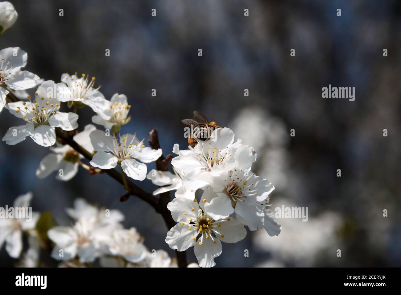 Bee collects pollen from white flowers Stock Photo