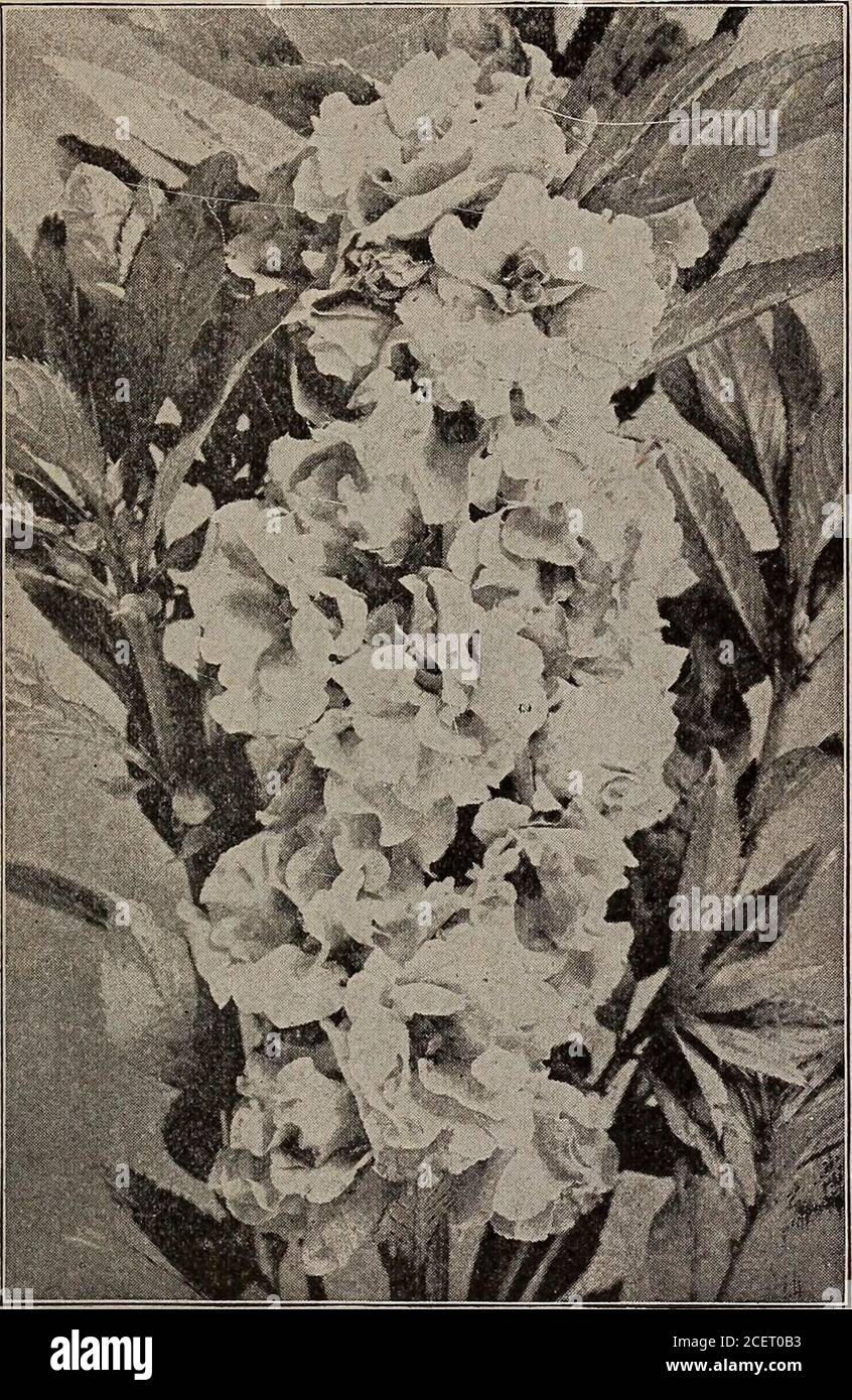 . Seeds, bulbs, shrubs : catalogue 1914. nk. Each, pkt., 25c SNOWBALL, or White Princess. Flower bears a resem-blance to a miniature Dahlia. 2300 White. Pkt., 10c. 2327 SUNLIGHT. The nearest approach to a yellowAster. Height about 18 inches. Pkt.. 10c. 2301 TRIUMPH. A very beautiful dwarf scarlet Aster.A companion for Snowball. Pkt.. 10c. 2391 HARDY PERENNIAL ASTERS. All colors mixed.Pkt., ISc. 45 2167 AUSTRALIAN STAR FLOWER. H. A. 1 ft. Ever-lasting. The fragrant flowers are pink in color,sometimes varying to nearly white. The cut flow-ers retain their form and color permanently.... 10 BACHEL Stock Photo