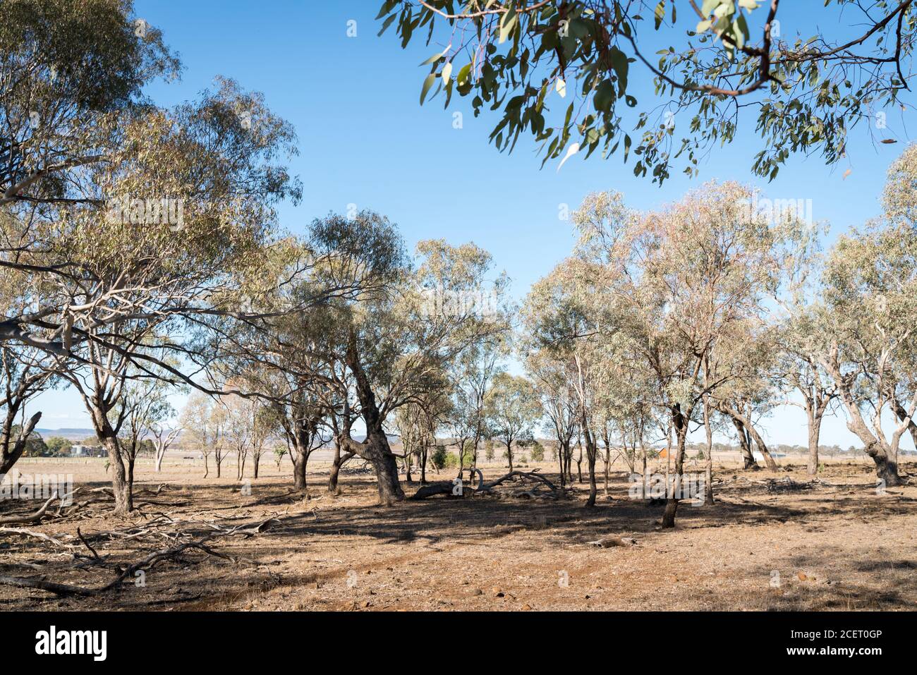 Dry and parched paddock with dying trees on the Darling Downs during drought in Queensland Stock Photo