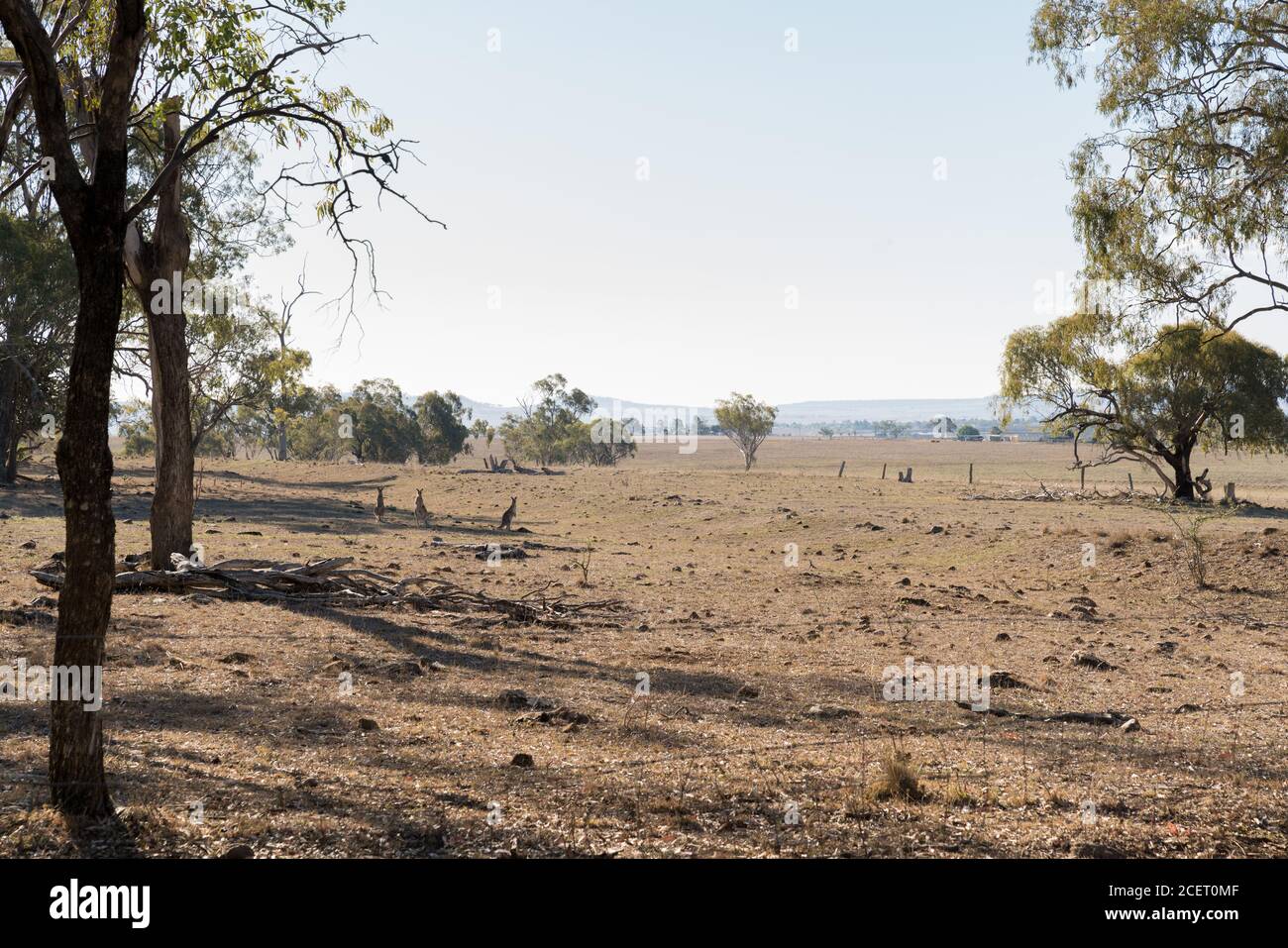 Kangaroos in dry paddock on the Darling Downs, outback Queensland, during drought Stock Photo