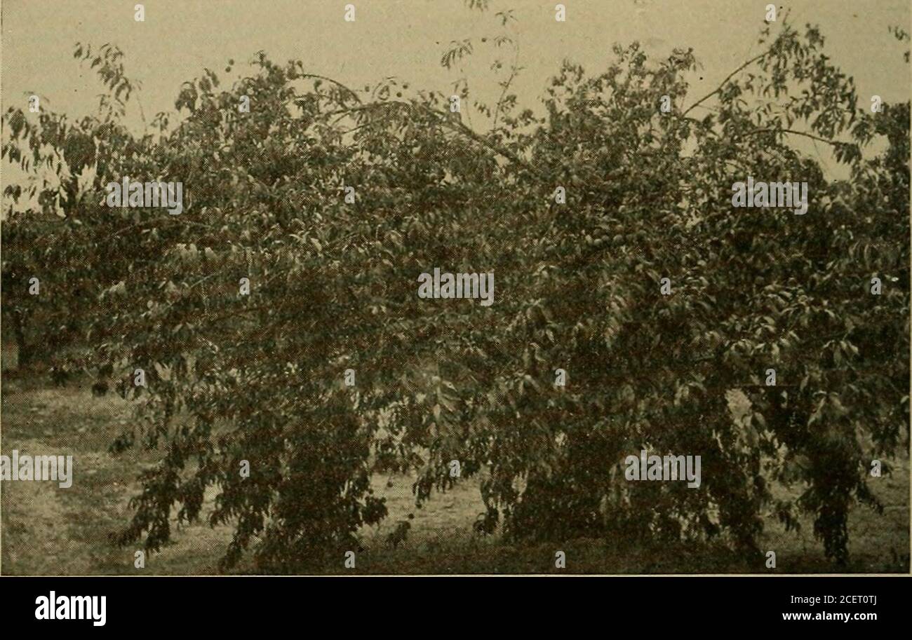 . Horticulture; a text book for high schools and normals, including plant propagation; plant breeding; gardening; orcharding; small fruit growing; forestry; beautifying home grounds; the soils and enemies involved. Fig. 141.—Picking and packing peaches for shipment.. Fig. 142.—-A peach tree breaking down with its load because the branches were not cutback, and the fruit was not thinned. (New Jersey Station.) packed in Climax baskets is usually not repacked at the market,but the purchaser takes the package with him. The Delaware peach basket holds one-half bushel or more, has THE PEACH TREE BOR Stock Photo