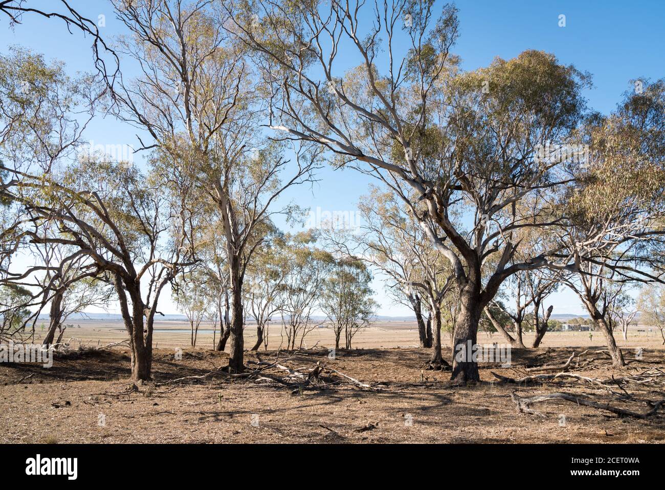 Dry and parched paddock with dying trees on the Darling Downs during drought in Queensland Stock Photo