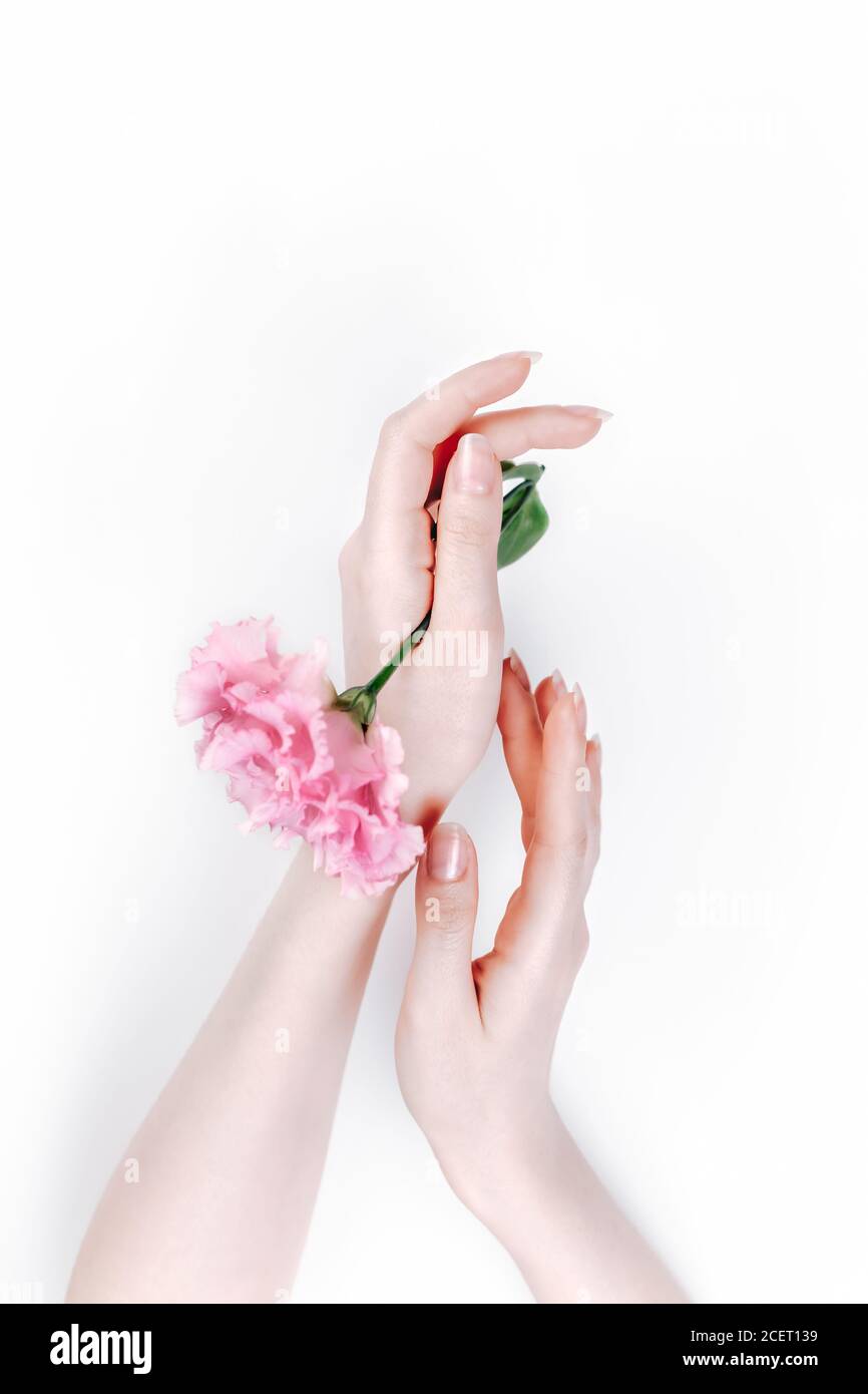 Delicate female hands hold a pink eustoma flower. The skin is albino. White background.Flat lay. The concept of albinos. Stock Photo