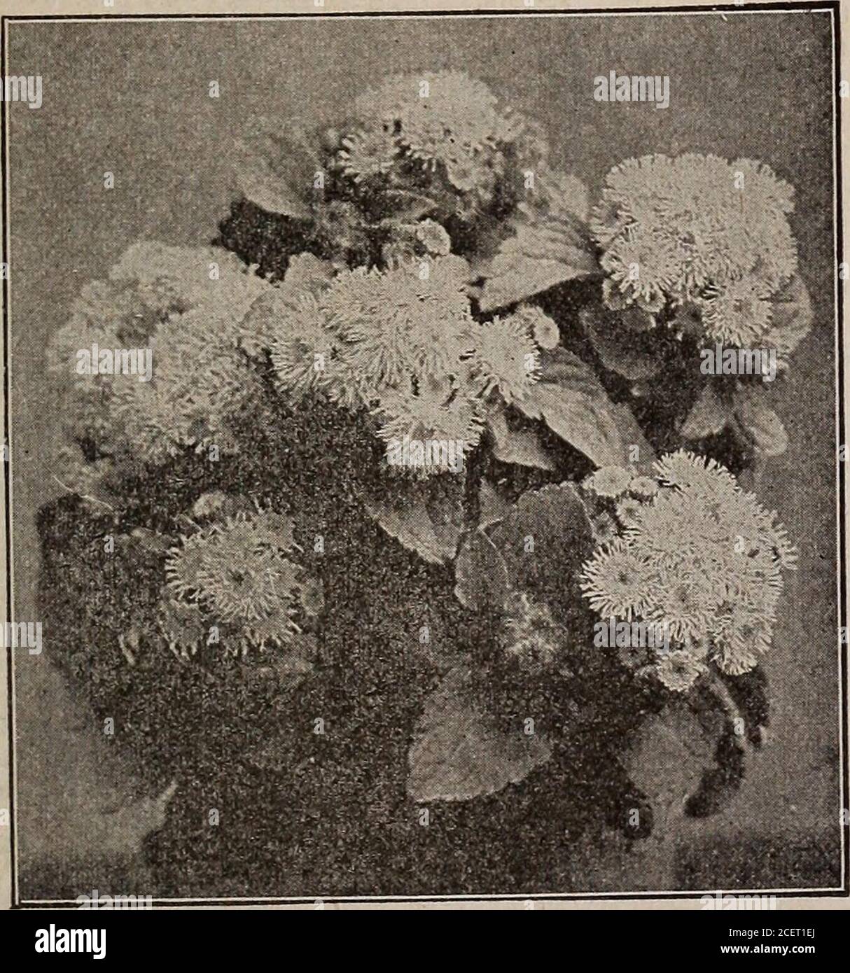 . Seeds, bulbs, shrubs : catalogue 1914. ADONIS AESTIVALIS 2000 ABRONIA umbellata (Sand Verbena). H. A. Pkt. Trailing habit. Thrives in poor soil. Sow in openground in May. Bears pink flowers in clusters all summer 5 2001 ABUTILON. Shrubby plants suitable for house,greenhouse, or garden. 4 ft. Bell-shaped flowers of various colors. Mixed 10 2012 ACHILLEA The Pearl (Yarrow). H. P. 1^ ft. Double white daisy-like flowers in summer and fall. 102022 ACONITUM Napellus (Monks Hood). H. P. 4 ft. Helmet-shaped blue flowers. Does well in shade. 5. AMARANTHUS CATJ TUS Pkt. ADLUMIA cirrhosa. H. B. climber Stock Photo