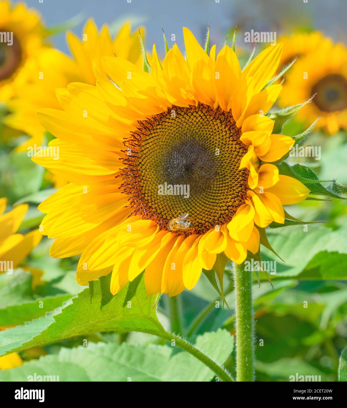 The bee collects pollen in a sunflower flower Stock Photo - Alamy
